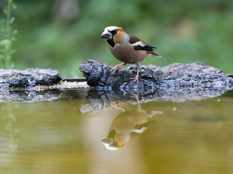 Hawfinch, Coccothraustes coccothraustes