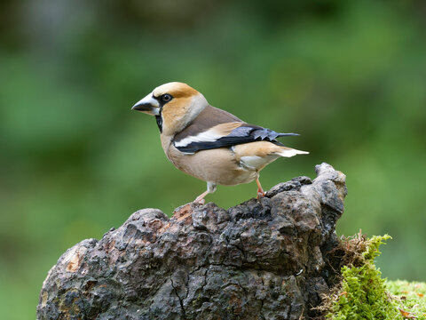 Hawfinch, Coccothraustes coccothraustes