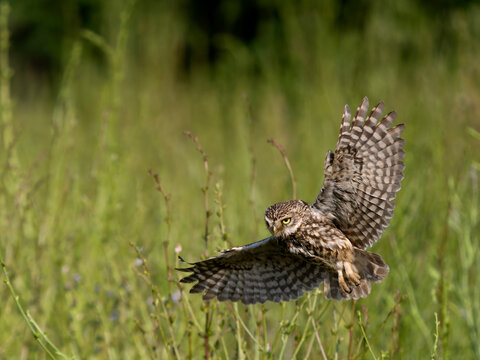 Little owl, Athene noctua