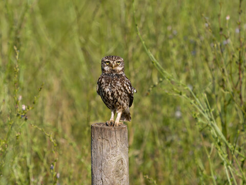 Little owl, Athene noctua