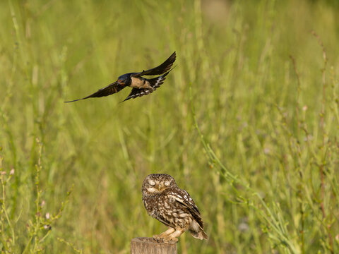 Little owl, Athene noctua