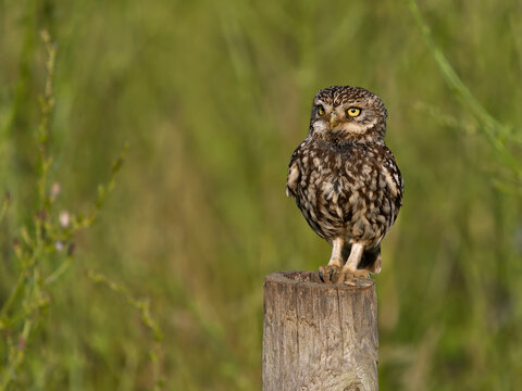 Little owl, Athene noctua