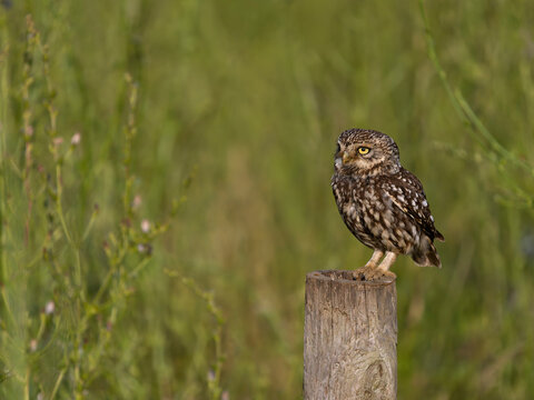 Little owl, Athene noctua