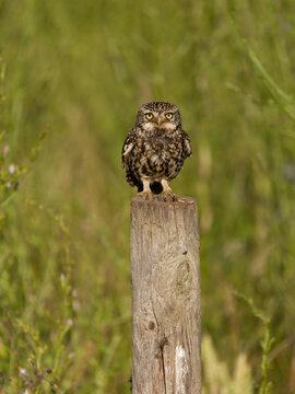 Little owl, Athene noctua