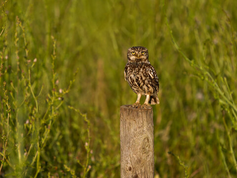Little owl, Athene noctua