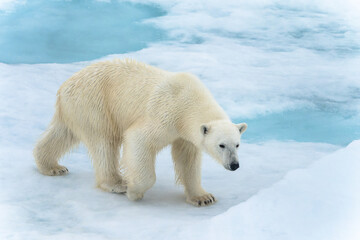 Polar bear on ice in Svalbard © Alberto