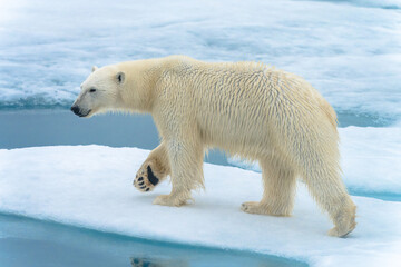 Polar bear on ice in Svalbard © Alberto