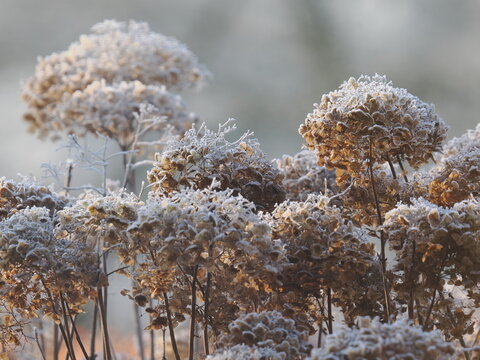 Frozen white hydrangea flowers covered with winter frost