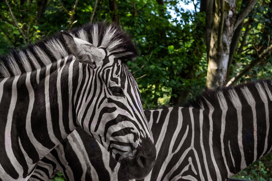 Amazing shot of beautiful zebras in the wild close-up