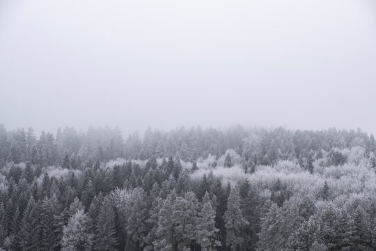 A line of snow-covered pine trees emerges from a dense winter fog