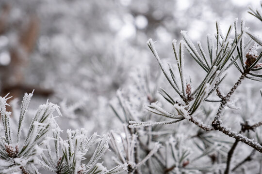 Snow-white macro shot of many beautiful frozen needles on a pine branch