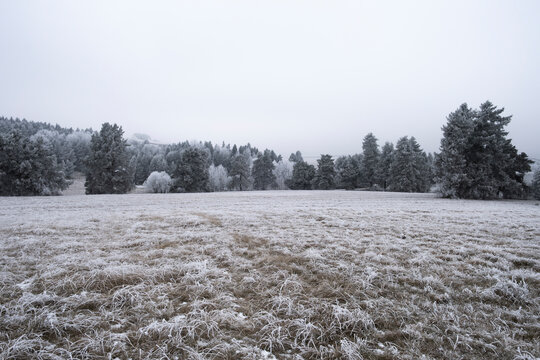 Beautiful winter landscape of a glade covered in hoarfrost with pine trees behind
