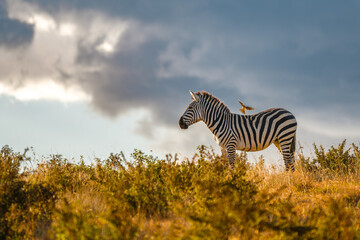 zebra at sunset © Alberto