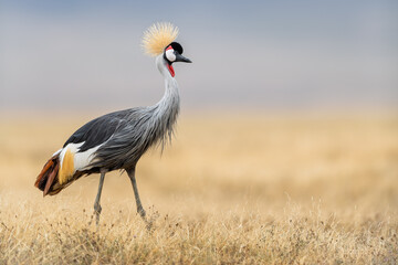 Naklejka premium grey crowned crane