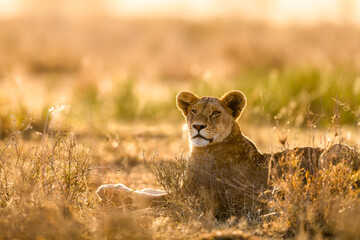 Lioness in African golden light © Alberto