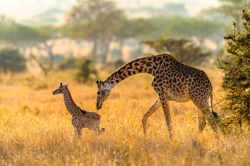 Giraffe in African savannah © Alberto