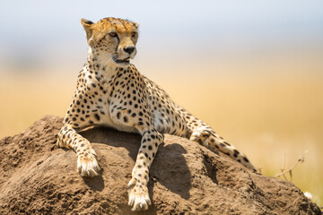 Cheetah in Serengeti © Alberto