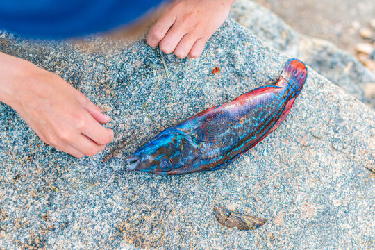 Freshly caught cuckoo wrasse Labrus mixtus on rock with child hands.