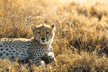 Cheetah cub in golden African light © Alberto