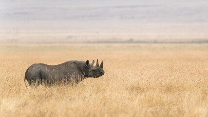 rhino in the wild © Alberto
