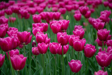 Fototapeta premium pink tulips in the garden