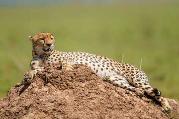 cheetah in the savannah © Alberto
