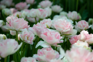 Fototapeta premium pink roses in the garden