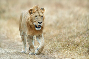Lion walking in Ngrorongoro, Africa. © Alberto