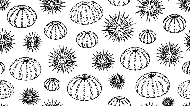 Black and white illustration of sea urchins and starfish.