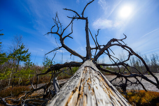 Low angle view of fallen tree trunk against bright sun symbolizing harsh environment.