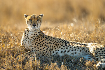 cheetah in the savannah © Alberto