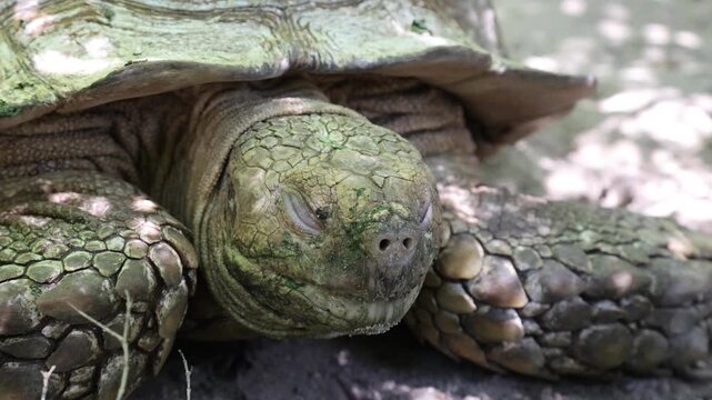 Centrochelys sulcata sleeping on sandy ground outdoor in hot summer weather. African spurred tortoise, is the third largest tortoise species in the world.