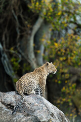 Leopard on the rock © Alberto