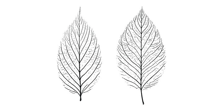 Two macro detailed botanical skeleton leaves black and white vintage line art sketch natural vector illustration.