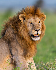 Lion portrait in Serengeti, Africa. © Alberto