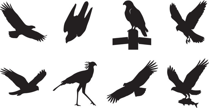 Vector set of black birds of prey silhouettes featuring eagle falcon and hawk isolated on white