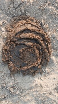 dung of animal on ground 