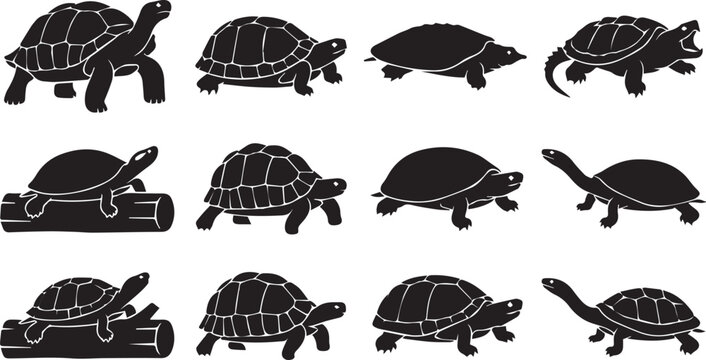 Vector collection of black turtle and tortoise silhouettes featuring various species isolated on white background