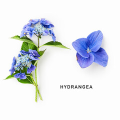 Fototapeta premium Fresh blue hydrangea flower isolated on white background. Minimalist botanical composition with flowering stem and detailed blossom closeup