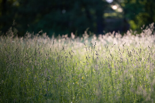 Wild Poa Annua,Timothy, Brome grass in a field at sunset, soft focus. Summer nature background. Shallow depth of field. All wild grasses are among the most potent wind-pollinated allergens