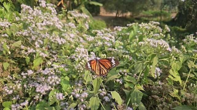 Tiger Butterfly collecting nectar from delicate white wildflowers. Butterfly's long proboscis, intricate wing patterns, and natural pollination behavior. Perfect for wildlife documentaries, entomology
