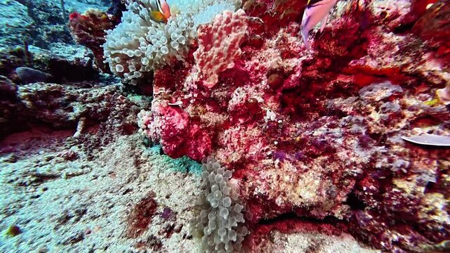 Bright clownfish nestle among bubbles of sea anemone on vibrant coral reef. This underwater video highlights fascinating symbiotic relationship and rich biodiversity of tropical marine ecosystem.