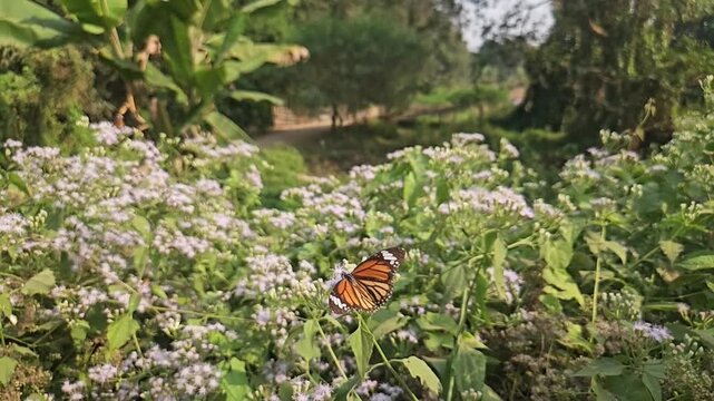 Tiger Butterfly collecting nectar from delicate white wildflowers. Butterfly's long proboscis, intricate wing patterns, and natural pollination behavior. Perfect for wildlife documentaries, entomology