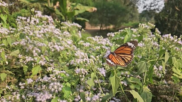 Tiger Butterfly collecting nectar from delicate white wildflowers. Butterfly's long proboscis, intricate wing patterns, and natural pollination behavior. Perfect for wildlife documentaries, entomology