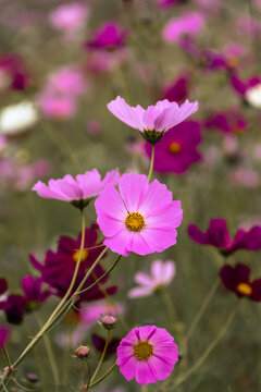 Beautiful cosmos flower field swaying in the autumn breeze, emotional nature scene colored by pink and purple gradation