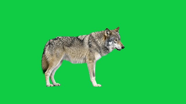 Wild adult grey timber wolf standing in side view profile isolated on chroma key green screen background, wildlife concept