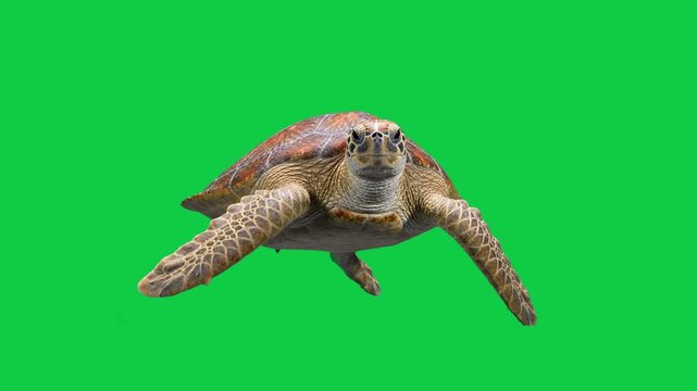 Beautiful sea turtle swimming underwater towards camera isolated on chroma key green screen background, marine concept