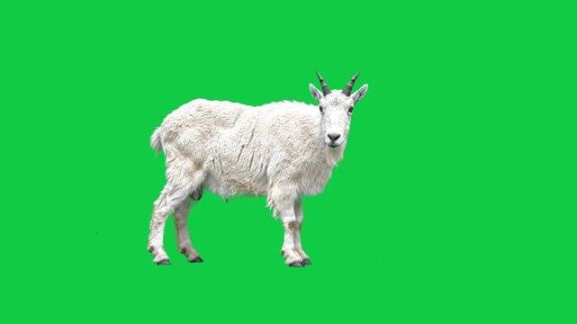 White mountain goat with horns standing in full side profile isolated on chroma key green screen background, zoology concept