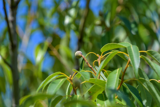 Young leaves and a small nut of Castanopsis sieboldii shining in early summer light, refreshing nature scene with blue sky background and copy space