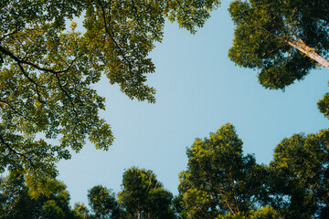 Fototapeta premium Low Angle View of Green Tree Canopy Against Clear Blue Sky in Forest